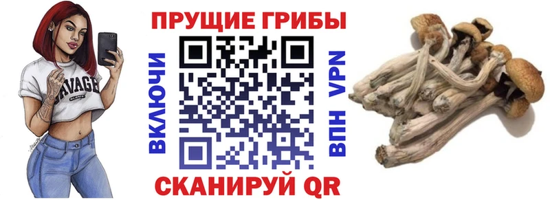 Псилоцибиновые грибы ЛСД  Купить  Карабулак 